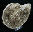 / Mammites Nodosoides Ammonite (Half) - Morocco #3987-2